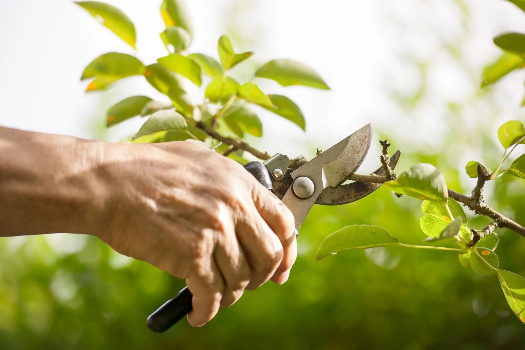 Photo d'une coupe de branche qui permet de garder un jardin bien entretenu